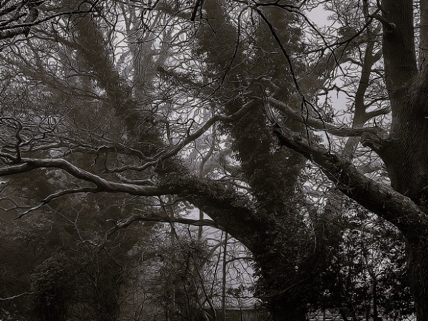 Wicked Branches – Pt.&nbsp;1